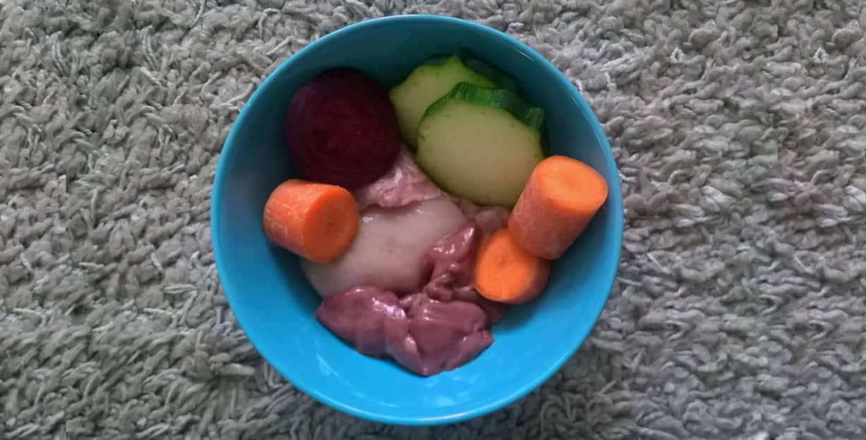 jeż pigmejski afrykański hodowla warszawa żywienie